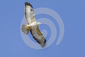 Common buzzard Buteo buteo