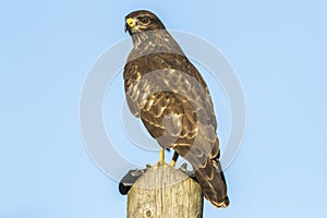 Common buzzard Buteo buteo