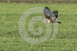 Common buzzard Buteo buteo