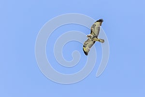 Common buzzard Buteo buteo