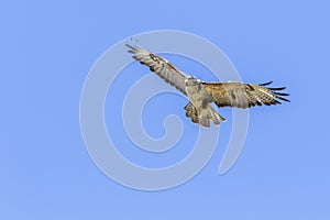 Common buzzard Buteo buteo