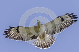 Common buzzard Buteo buteo