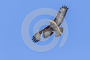 Common buzzard Buteo buteo