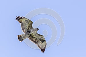 Common buzzard Buteo buteo