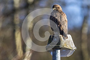 Common buzzard Buteo buteo