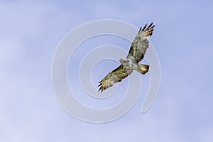 Common buzzard Buteo buteo