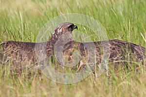 The common buzzard, Buteo buteo