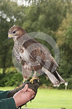 Common Buzzard, Buteo buteo