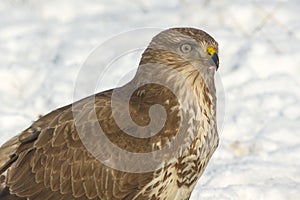 Common buzzard (Buteo buteo)