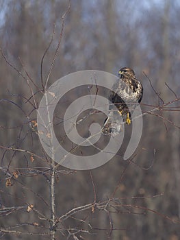 Common buzzard Buteo buteo