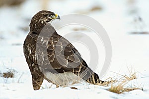 Myšiak obyčajný, Buteo buteo - Accipitridae. Káňa lesná .