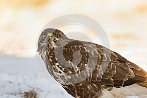 Myšiak obyčajný, Buteo buteo - Accipitridae. Káňa lesná .