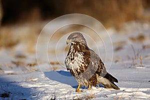 Myšiak obyčajný, Buteo buteo - Accipitridae. Káňa lesná .