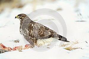 Myšiak obyčajný, Buteo buteo - Accipitridae. Káňa lesná .