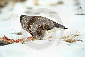 Common buzzard, Buteo buteo - Accipitridae. Buzzard .