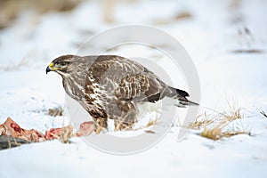 Myšiak obyčajný, Buteo buteo - Accipitridae. Káňa lesná .