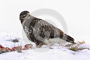 Myšiak obyčajný, Buteo buteo - Accipitridae. Káňa lesná .