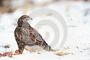 Myšiak obyčajný, Buteo buteo - Accipitridae. Káňa lesná .