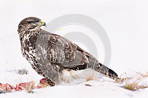 Common buzzard, Buteo buteo - Accipitridae. Buzzard . photo