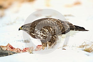 Myšiak obyčajný, Buteo buteo - Accipitridae. Káňa lesná .