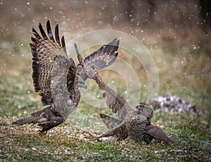 Common Buzzard attacking Northern Goshawk photo