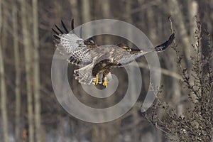 Common buzzard Buteo buteo