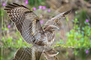 Common buzzard, Buteo Buteo, bird of prey perched