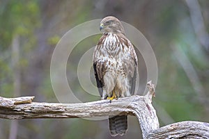 Common buzzard, Buteo Buteo, bird of prey perched
