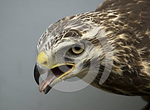 Common Buzzard, Buteo buteo, Buizerd