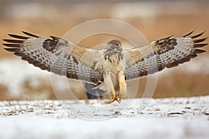 The common buzzard (Buteo buteo)