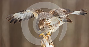 Common Buzzard - Buteo buteo - in early spring