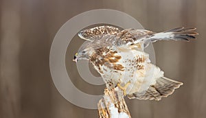 Common Buzzard - Buteo buteo - in early spring