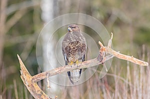 Common Buzzard - Buteo buteo - in early spring