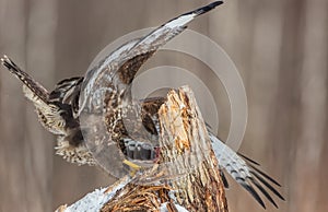 Common Buzzard - Buteo buteo - in early spring