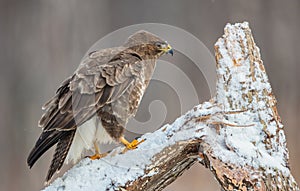 Common Buzzard - Buteo buteo - in early spring