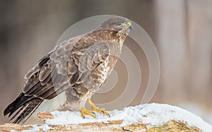 Common Buzzard - Buteo buteo - in early spring