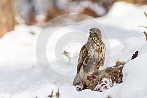 Common buzzard  buteo buteo  eating prey