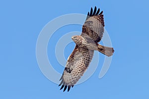 Common Buzzard Buteo buteo in flight