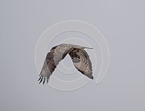 The common buzzard (Buteo buteo) in flight overhead.