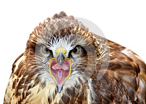 Common Buzzard Buteo buteo