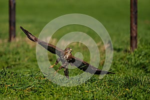 Common buzzard, buteo buteo, in the meadows