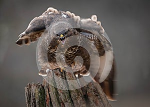 Angry Common Buzzard photo