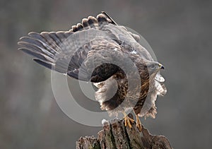 Female Common Buzzard About to take flight photo