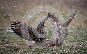Common Buzzard and Northern Goshawk fighting over food photo