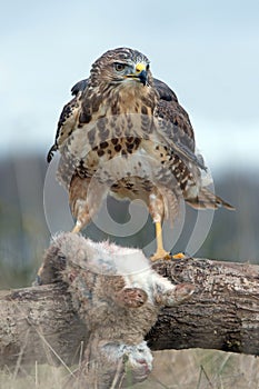 Common Buzzard (Buteo Buteo)