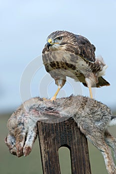 Common Buzzard (Buteo Buteo)