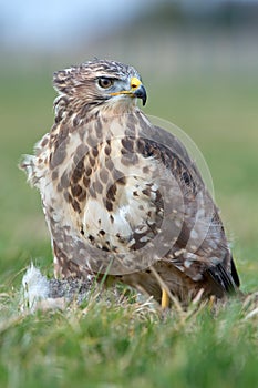 Common Buzzard (Buteo Buteo)