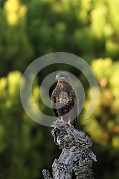 The common buzzard (Buteo buteo) perching on the remnant of a cork oak.