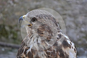 Common buzzard (Buteo buteo)