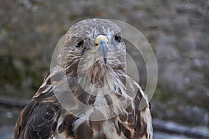 Common buzzard (Buteo buteo)